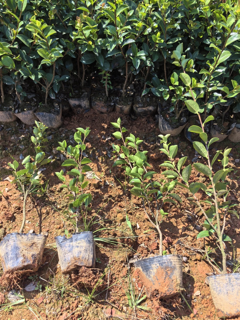 苗圃直供常绿耐寒茶梅杯苗茶梅地苗茶梅扦插芽苗耐修剪易成活