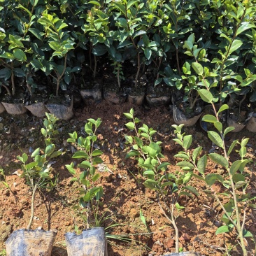 苗圃直供常绿耐寒茶梅杯苗茶梅地苗茶梅扦插芽苗耐修剪易成活