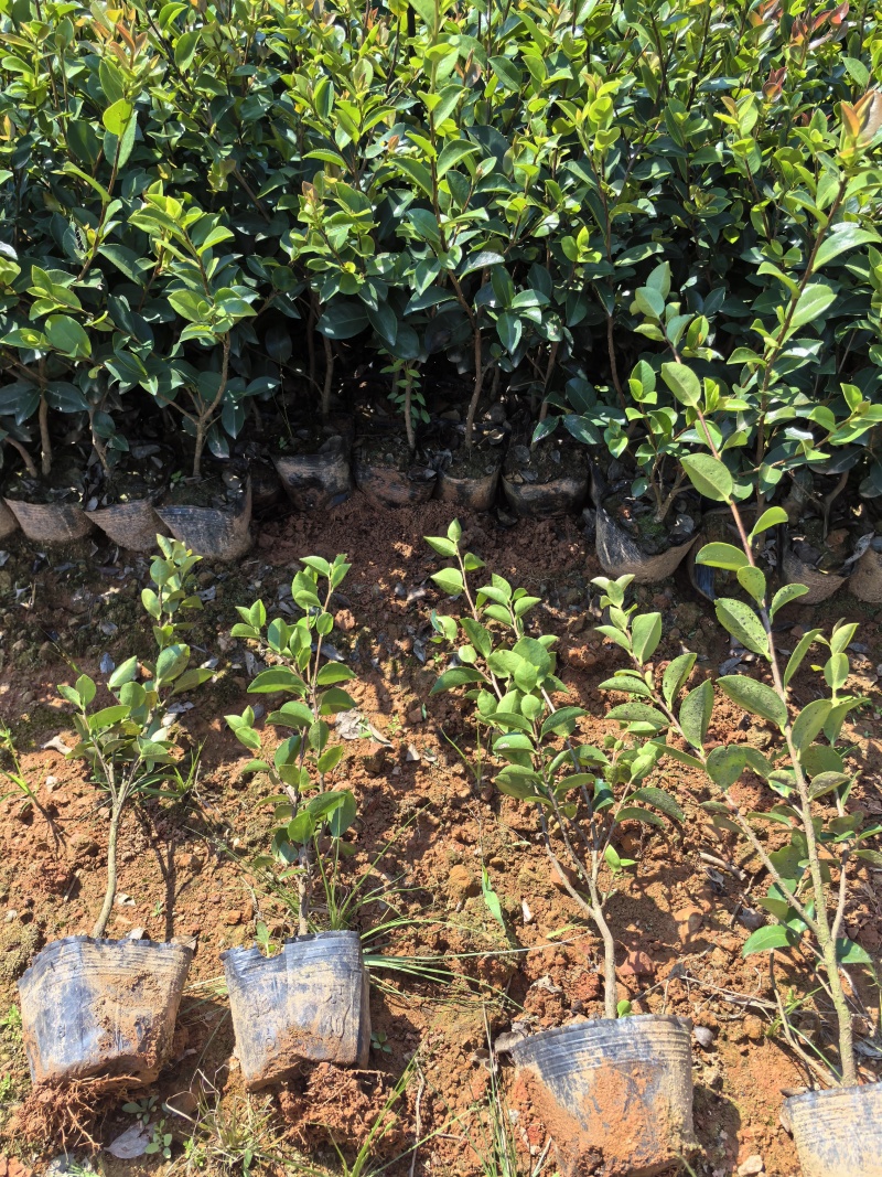 苗圃直供常绿耐寒茶梅杯苗茶梅地苗茶梅扦插芽苗耐修剪易成活