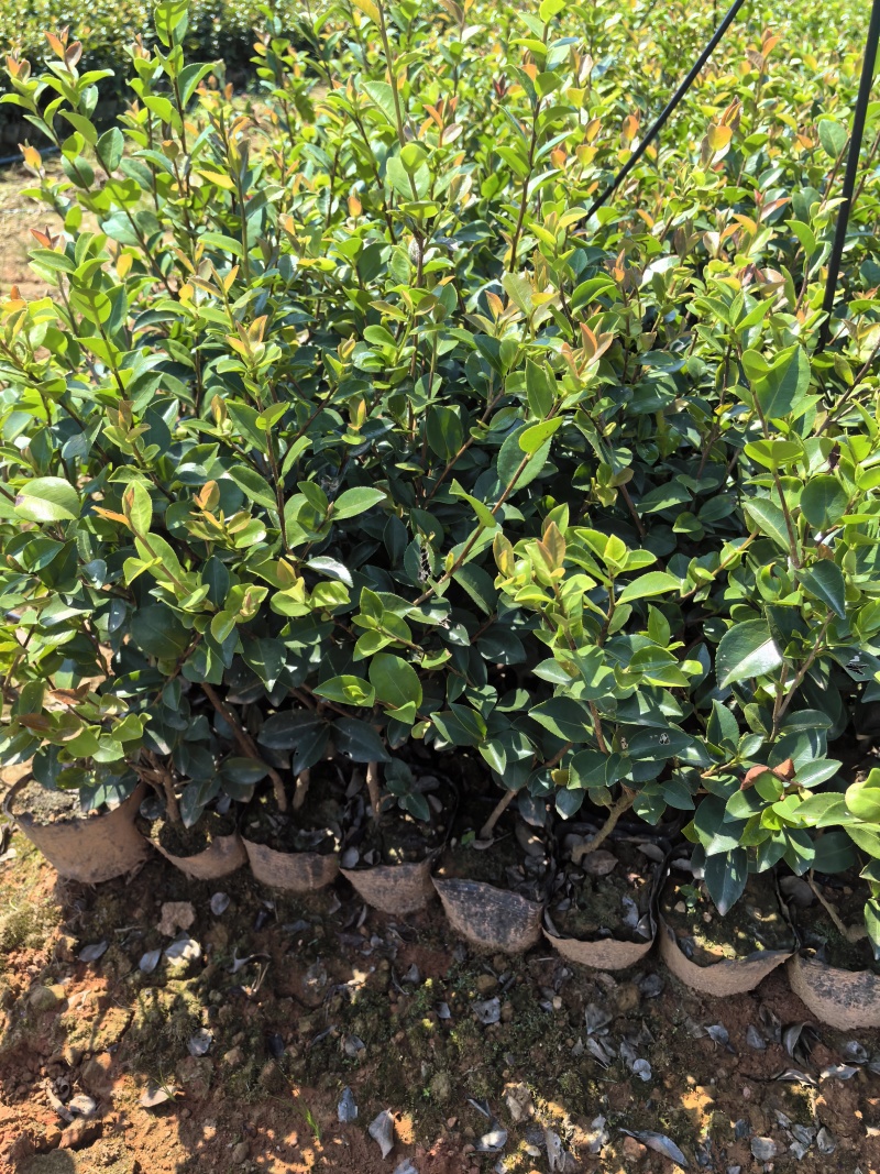 苗圃直供常绿耐寒茶梅杯苗茶梅地苗茶梅扦插芽苗耐修剪易成活