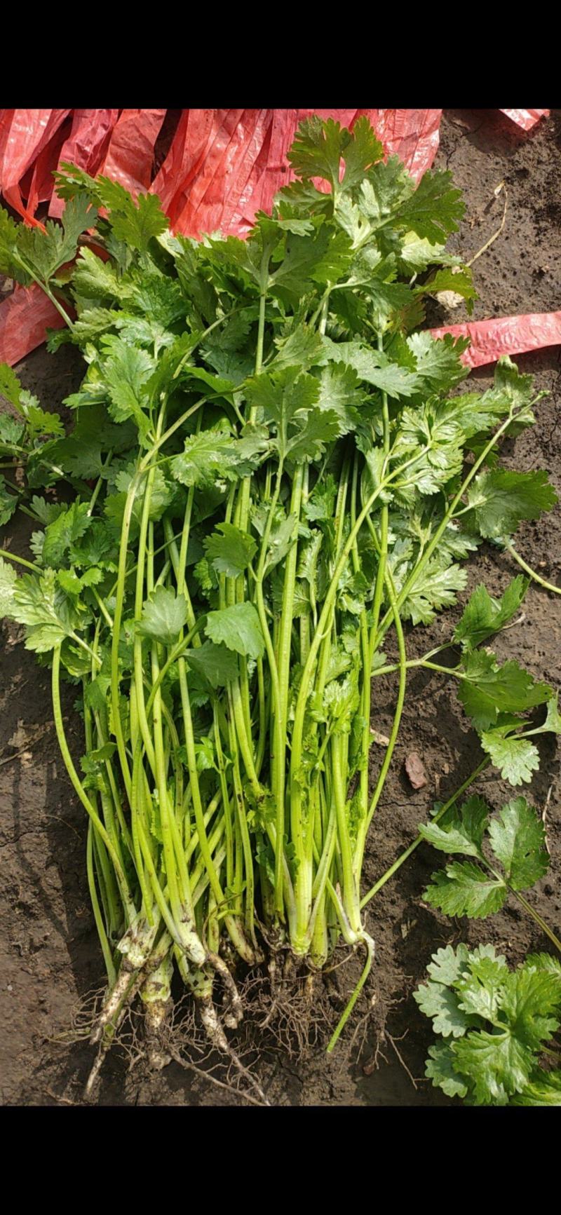 大叶香菜