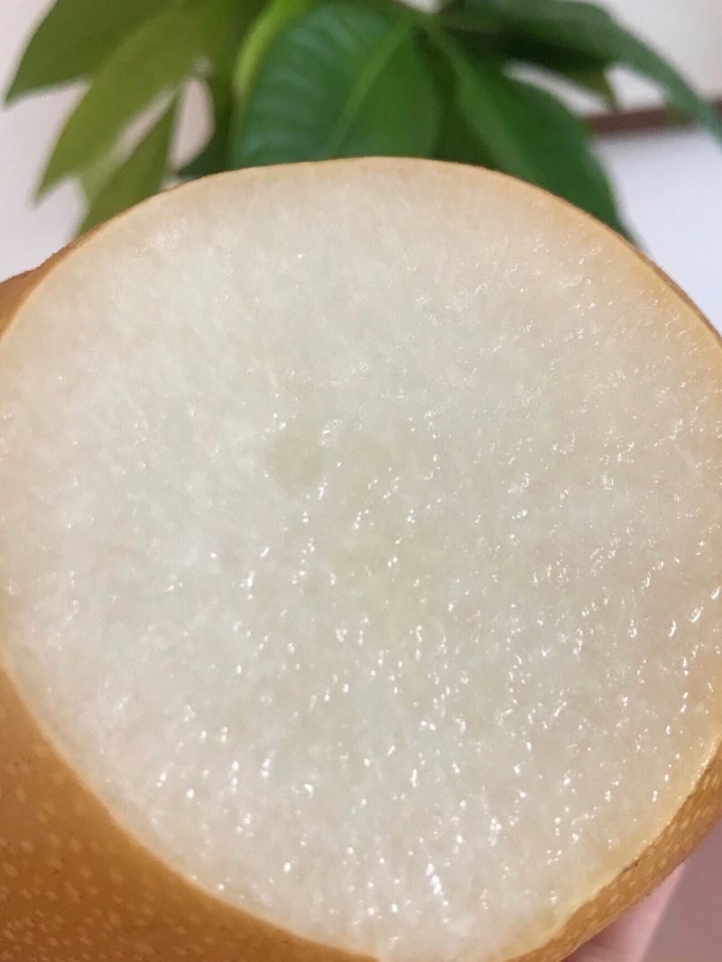 自家种秋月梨50亩个头大糖度高