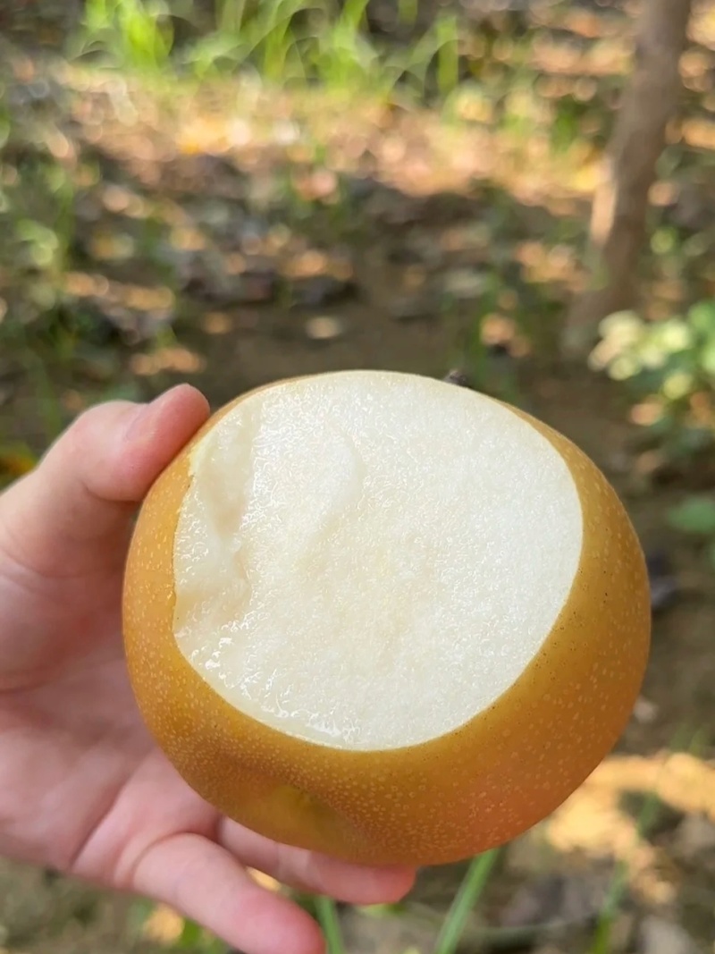 自家种秋月梨糖度高个头大