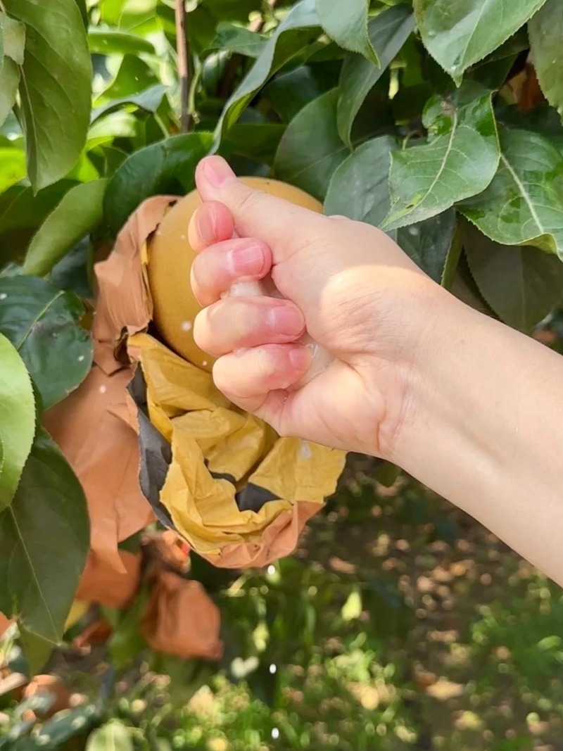 自家种秋月梨糖度高个头大