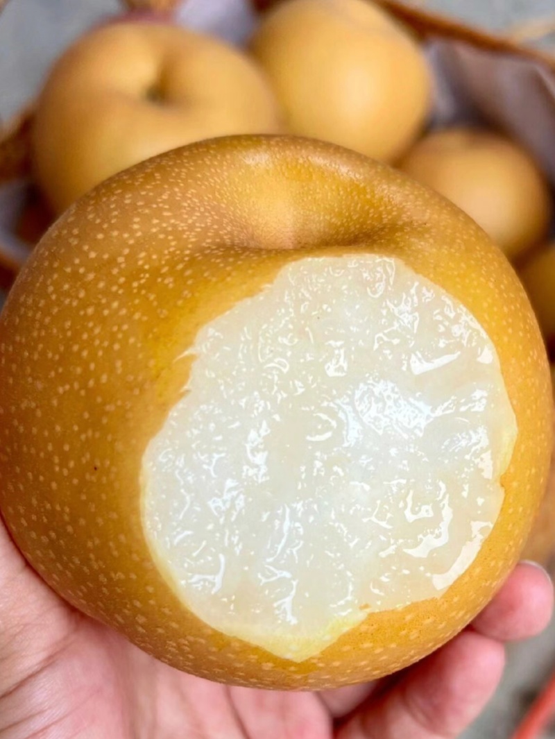 自家种秋月梨糖度高个头大