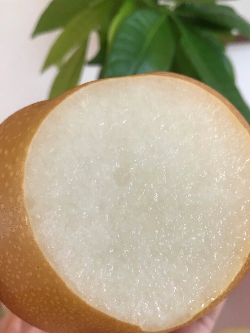 自家种秋月梨糖度高个头大