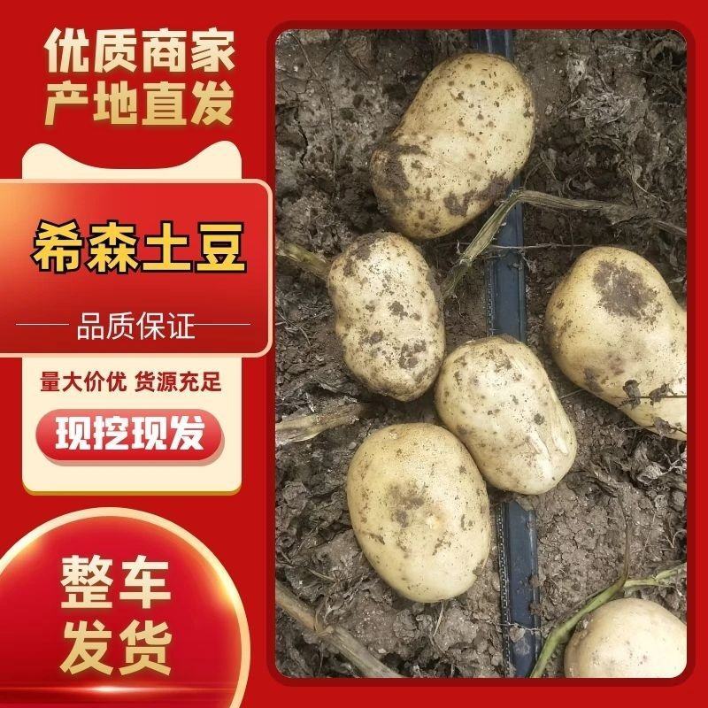 实力代发精品希森6号，沃土土豆，大量供应，可常年供货