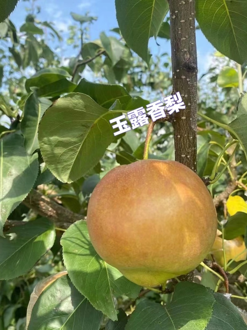 自家种玉露香个大汁多