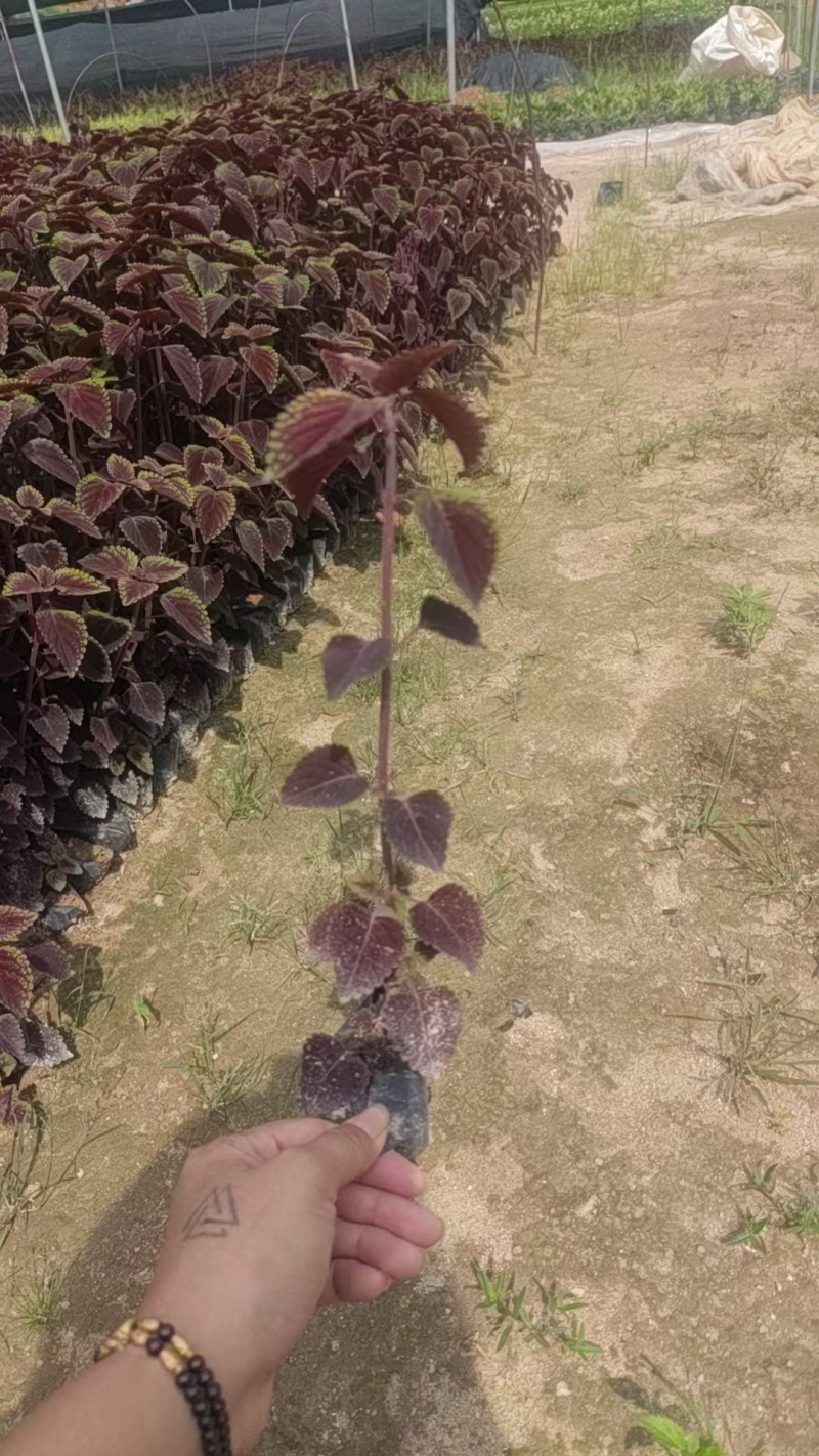 彩叶草