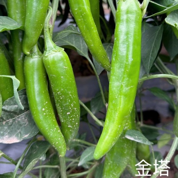 辣椒/内蒙古金塔辣椒/菜辣椒/基地种植/欢迎来电咨询合作
