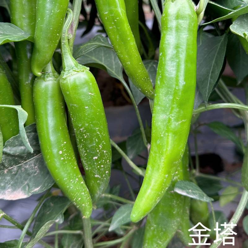 辣椒/内蒙古金塔辣椒/菜辣椒/基地种植/欢迎来电咨询合作