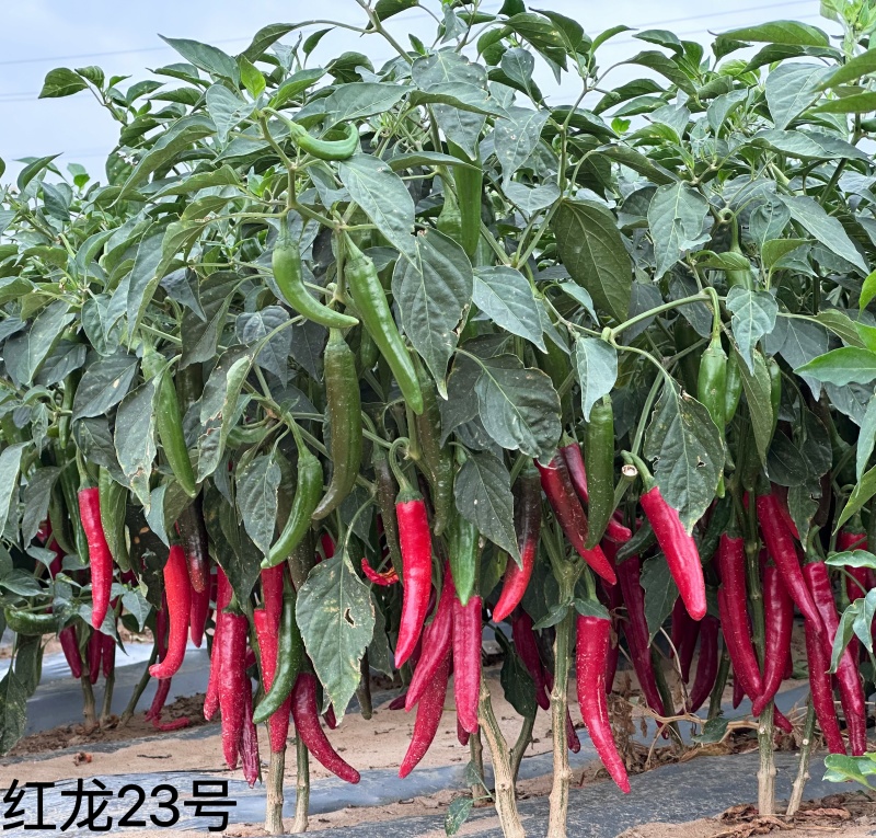辣椒/内蒙古金塔辣椒/菜辣椒/基地种植/欢迎来电咨询合作