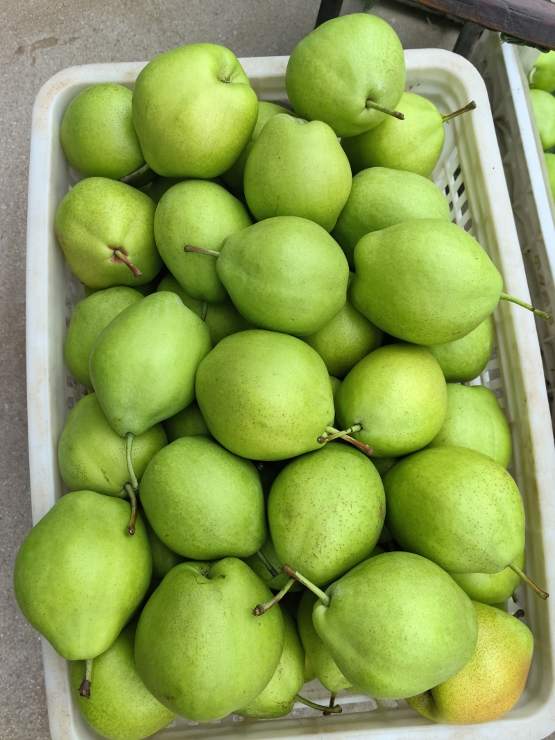 山东昌邑特产大酥梨，头茬大量出货，价格不高