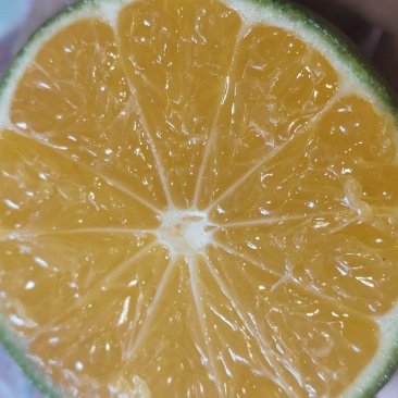 蜜橘