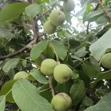 新疆核桃