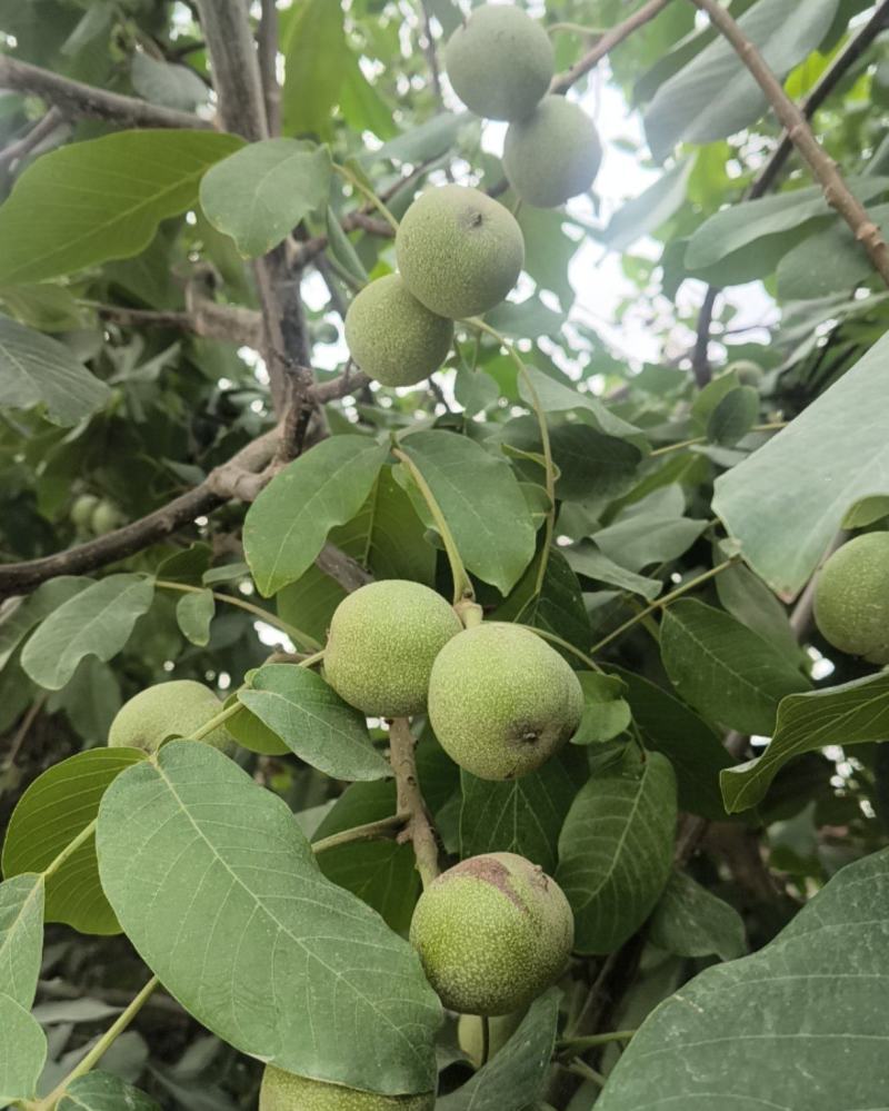 新疆核桃