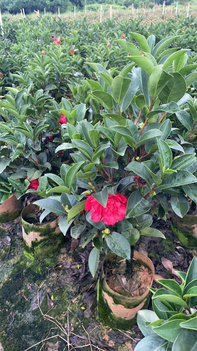 精品四季茶花