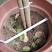 精品四季茶花