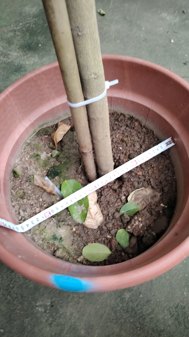 精品四季茶花