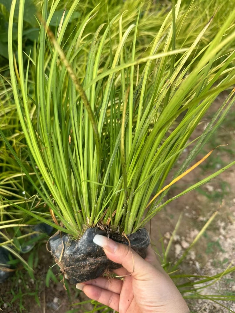 金叶石菖蒲