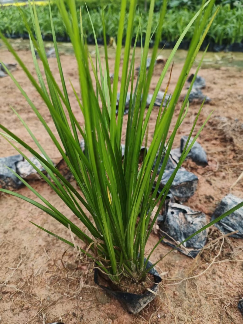 金叶石菖蒲