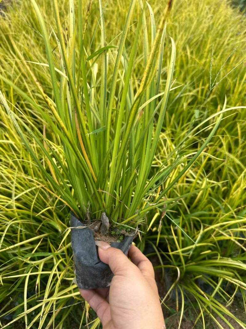 金叶石菖蒲