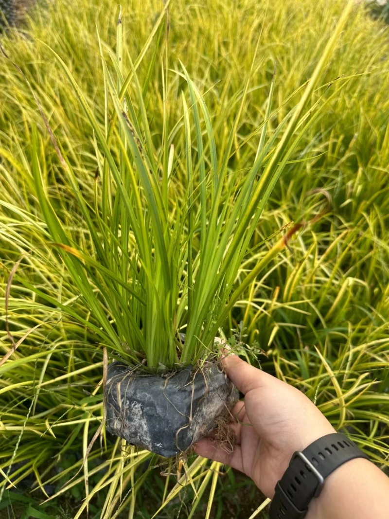 金叶石菖蒲