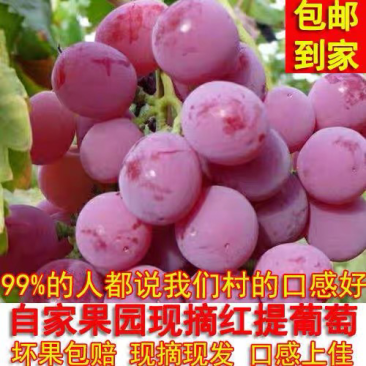 新鲜甘肃张掖无籽红提葡萄孕妇新鲜水果提子