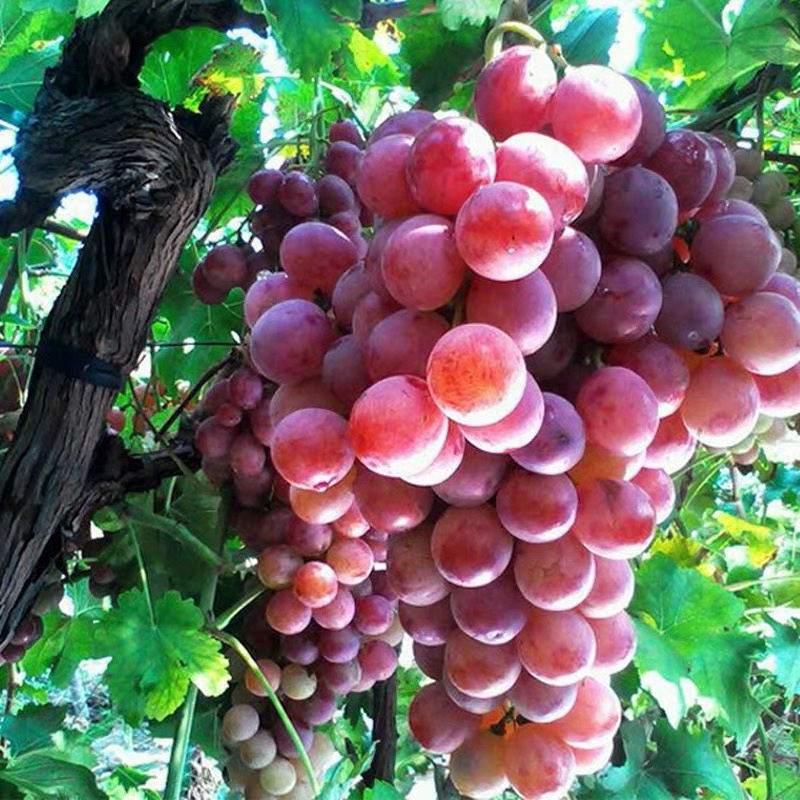新鲜甘肃张掖无籽红提葡萄孕妇新鲜水果提子
