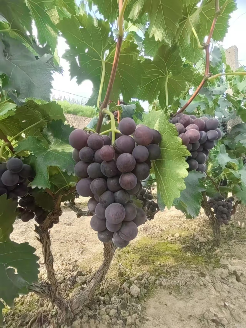 软枝巨峰葡萄