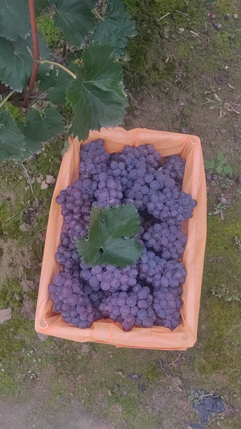 软枝巨峰葡萄