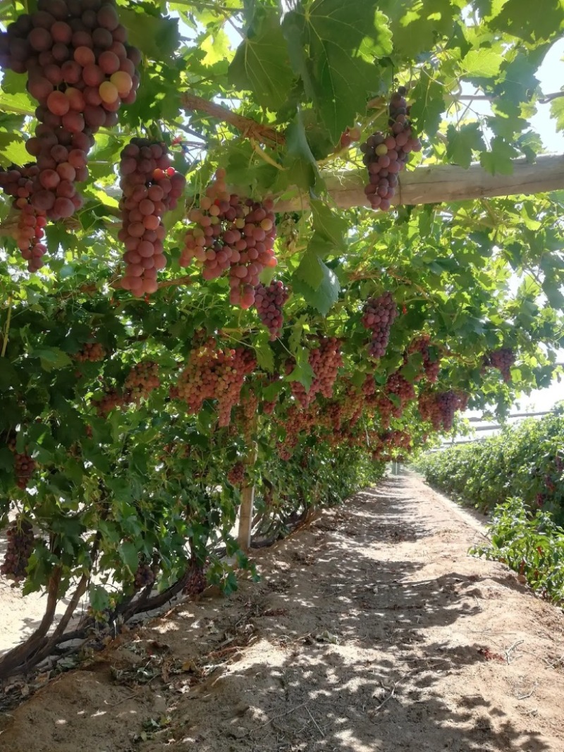 新鲜甘肃张掖无籽红提葡萄孕妇新鲜水果提子