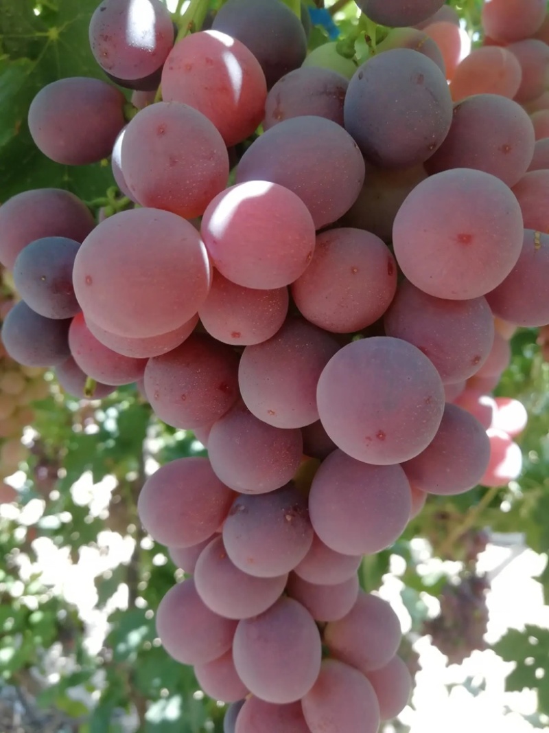 新鲜甘肃张掖无籽红提葡萄孕妇新鲜水果提子