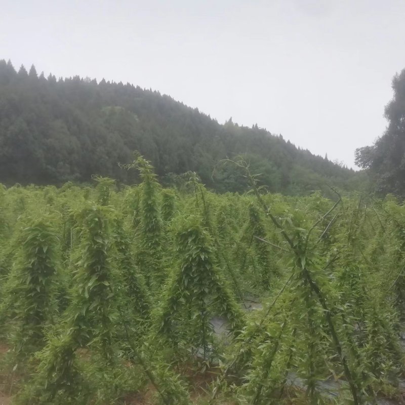 百部种子大量上市一手货源
