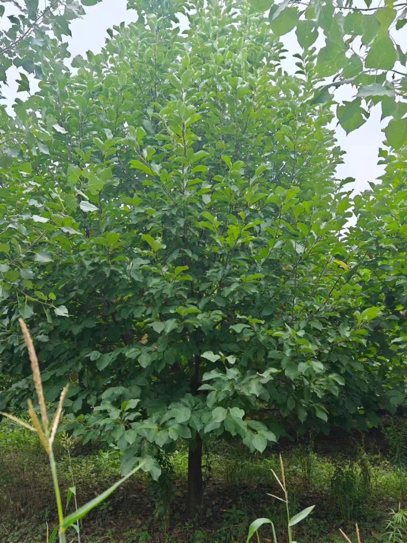 【推荐】紫玉兰红玉兰8-30公分规格齐全一手货源量大价优