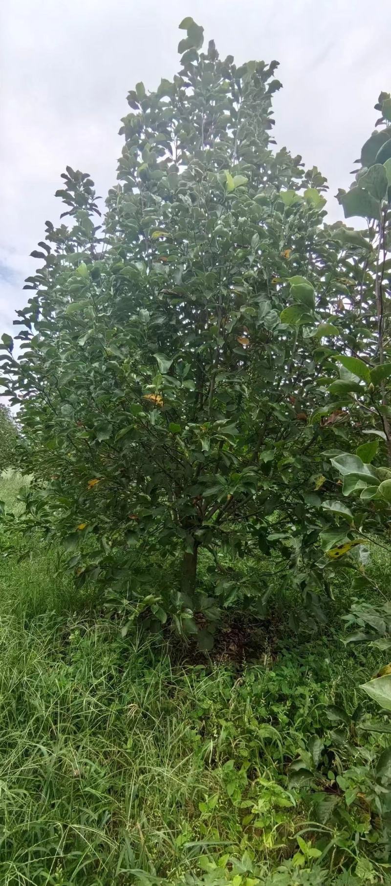 【推荐】紫玉兰红玉兰8-30公分规格齐全一手货源量大价优