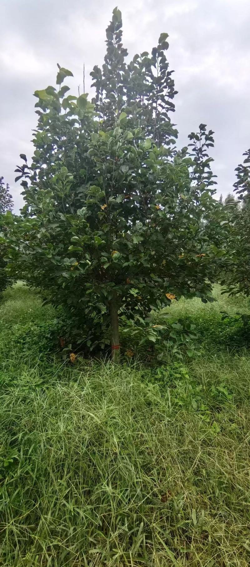 【推荐】紫玉兰红玉兰8-30公分规格齐全一手货源量大价优