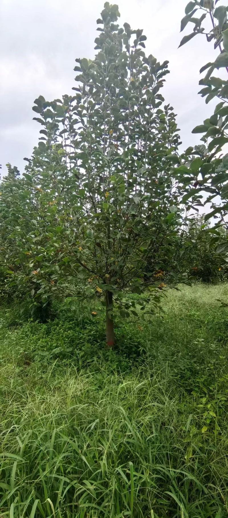 【推荐】紫玉兰红玉兰8-30公分规格齐全一手货源量大价优