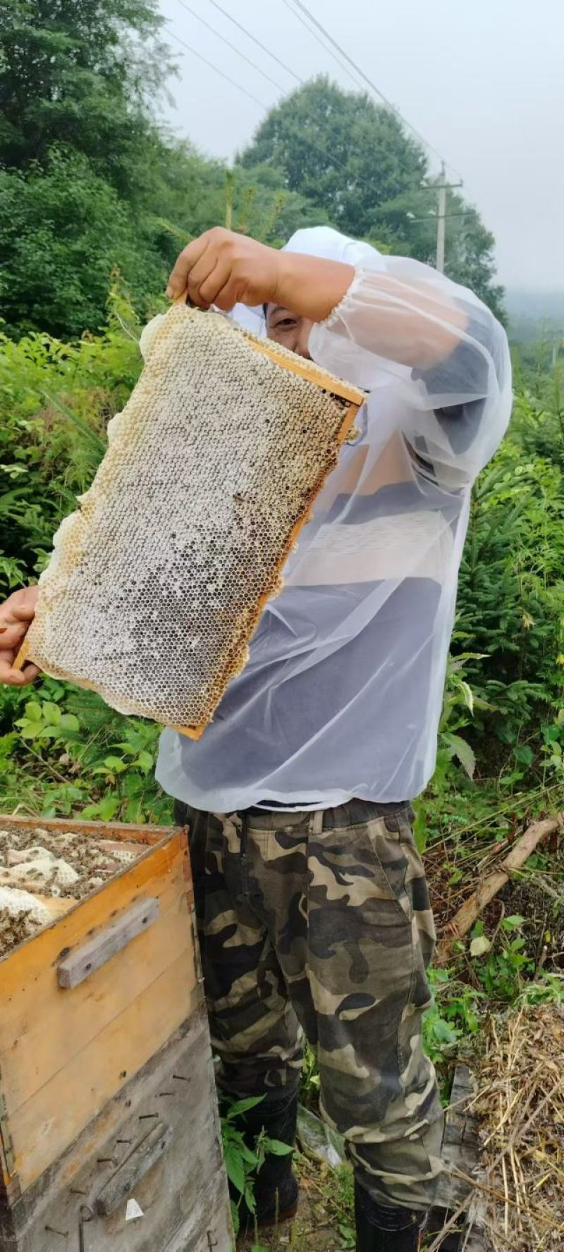 吉林精品椴树蜜品质保证价格优惠支持视频看货欢迎来电
