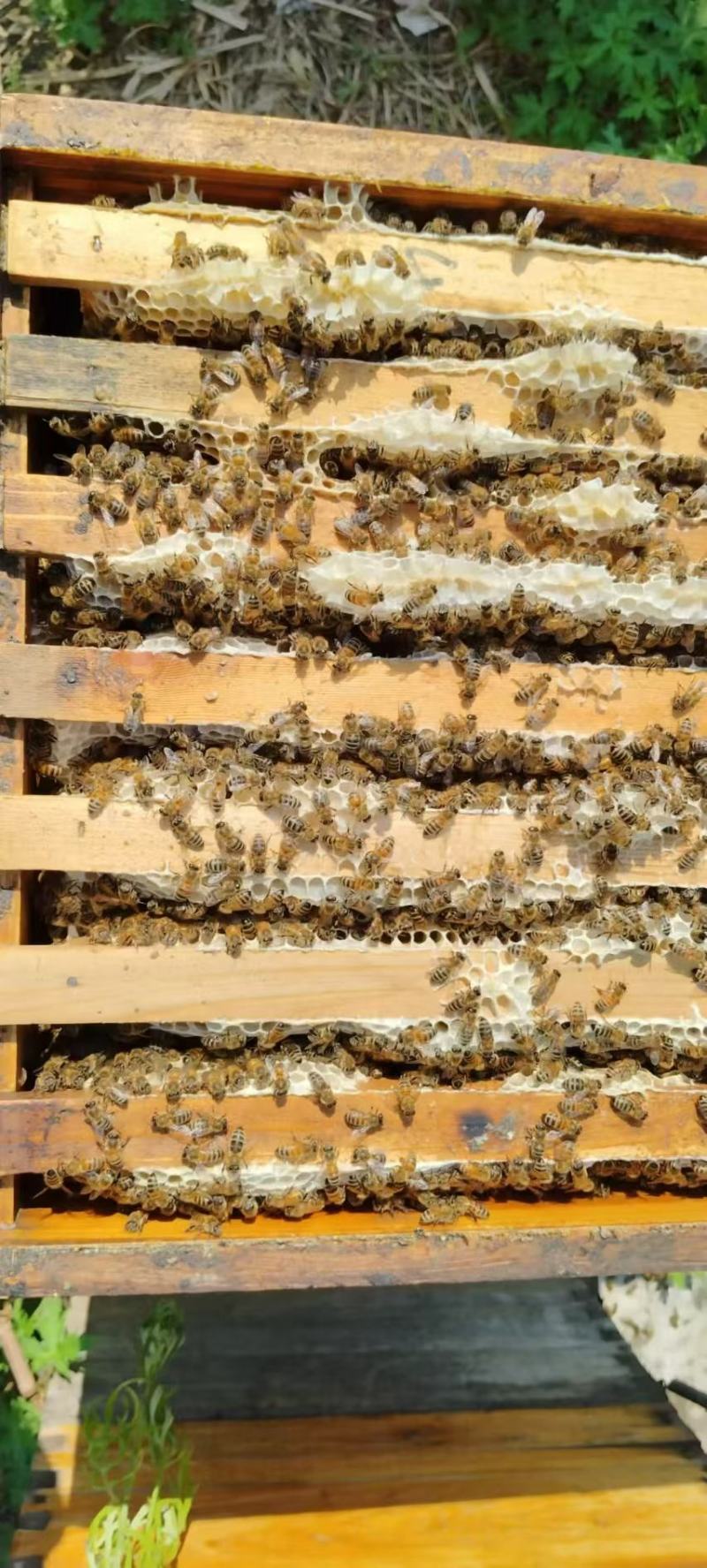 椴树蜜大量供应各种规格都有欢迎下单品尝支持电话洽谈