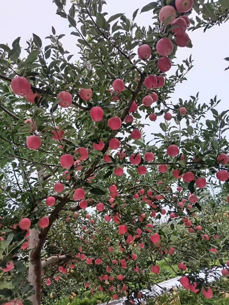 山西临汾吉县嘎啦苹果，大量上市，按需做货，提供包