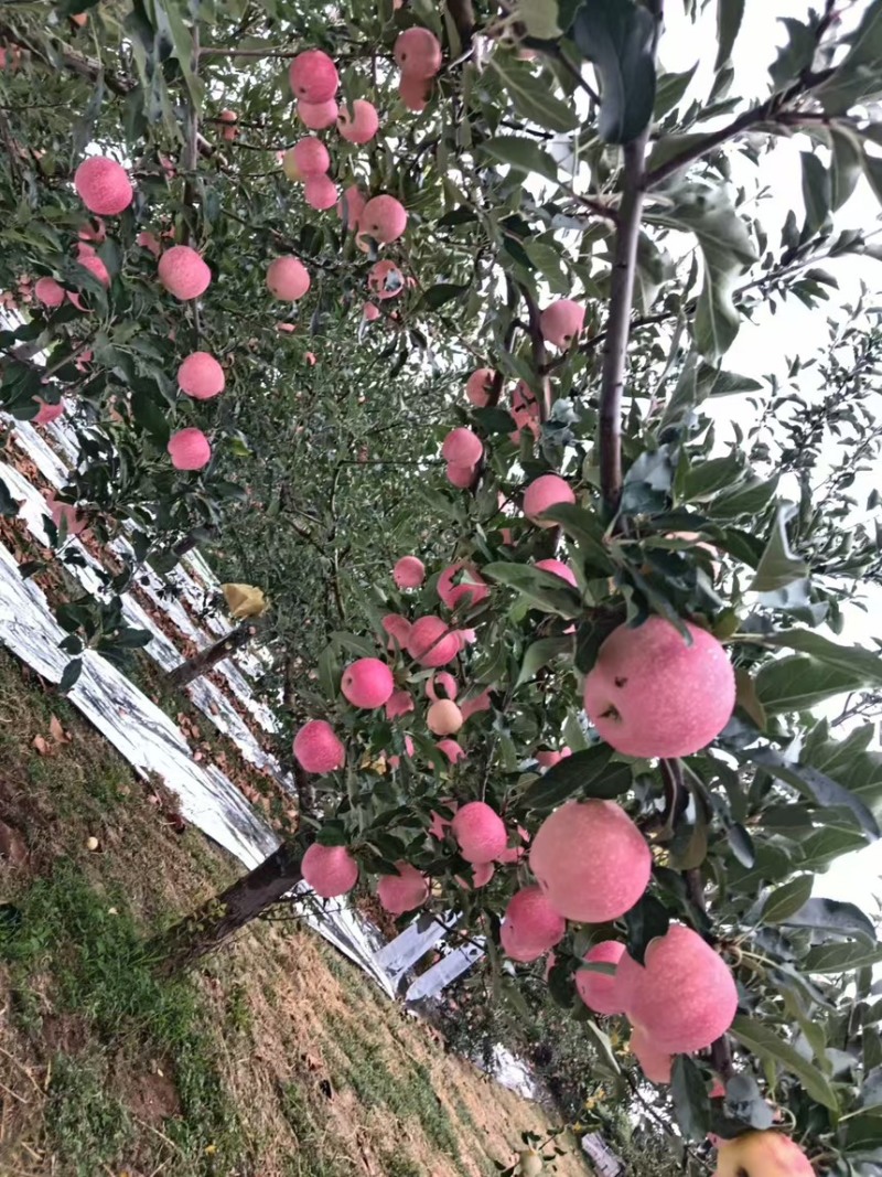 山西临汾吉县嘎啦苹果，大量上市，按需做货，提供包