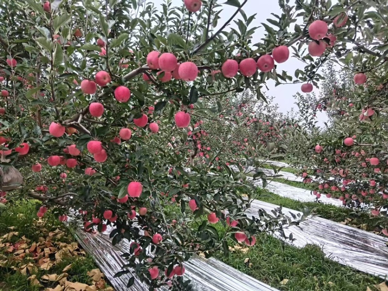 山西临汾吉县嘎啦苹果，大量上市，按需做货，提供包