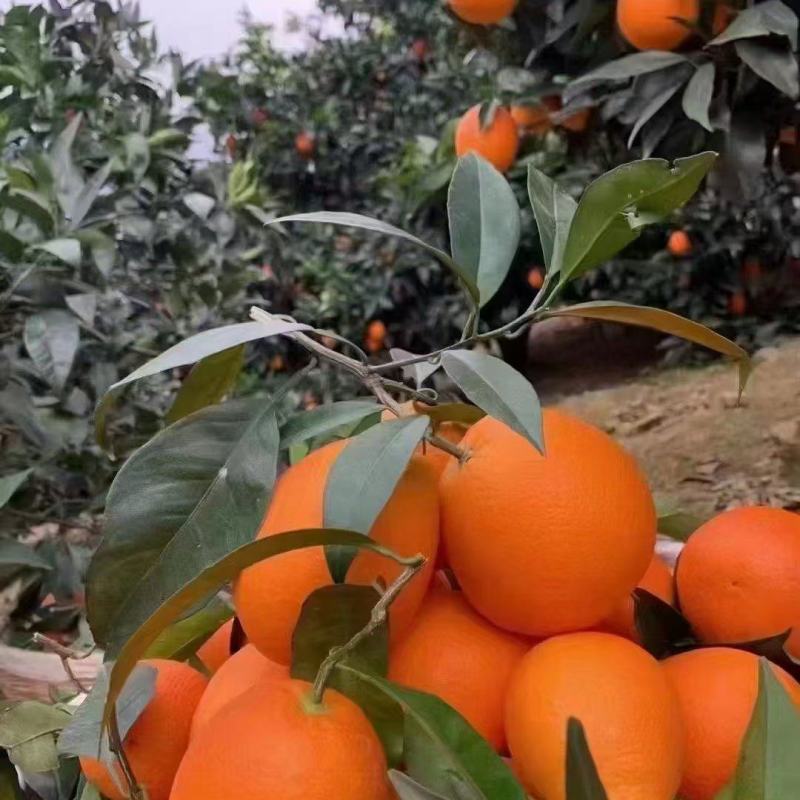 长虹脐橙11月份大量上市欢迎预定提前
