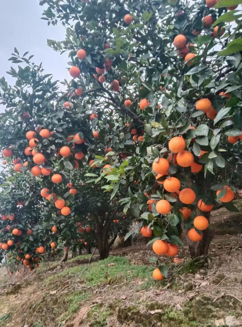 长虹脐橙11月份大量上市欢迎预定提前