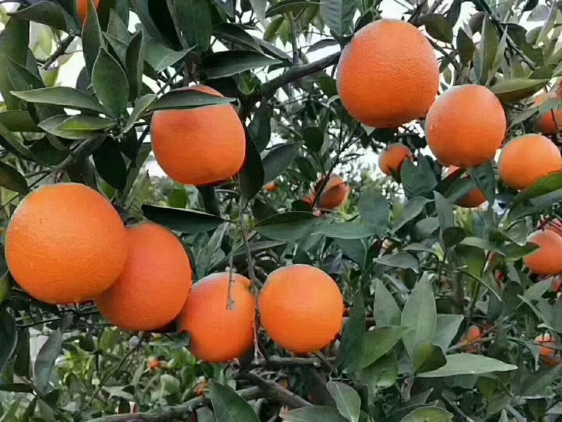 长虹脐橙11月份大量上市欢迎预定提前