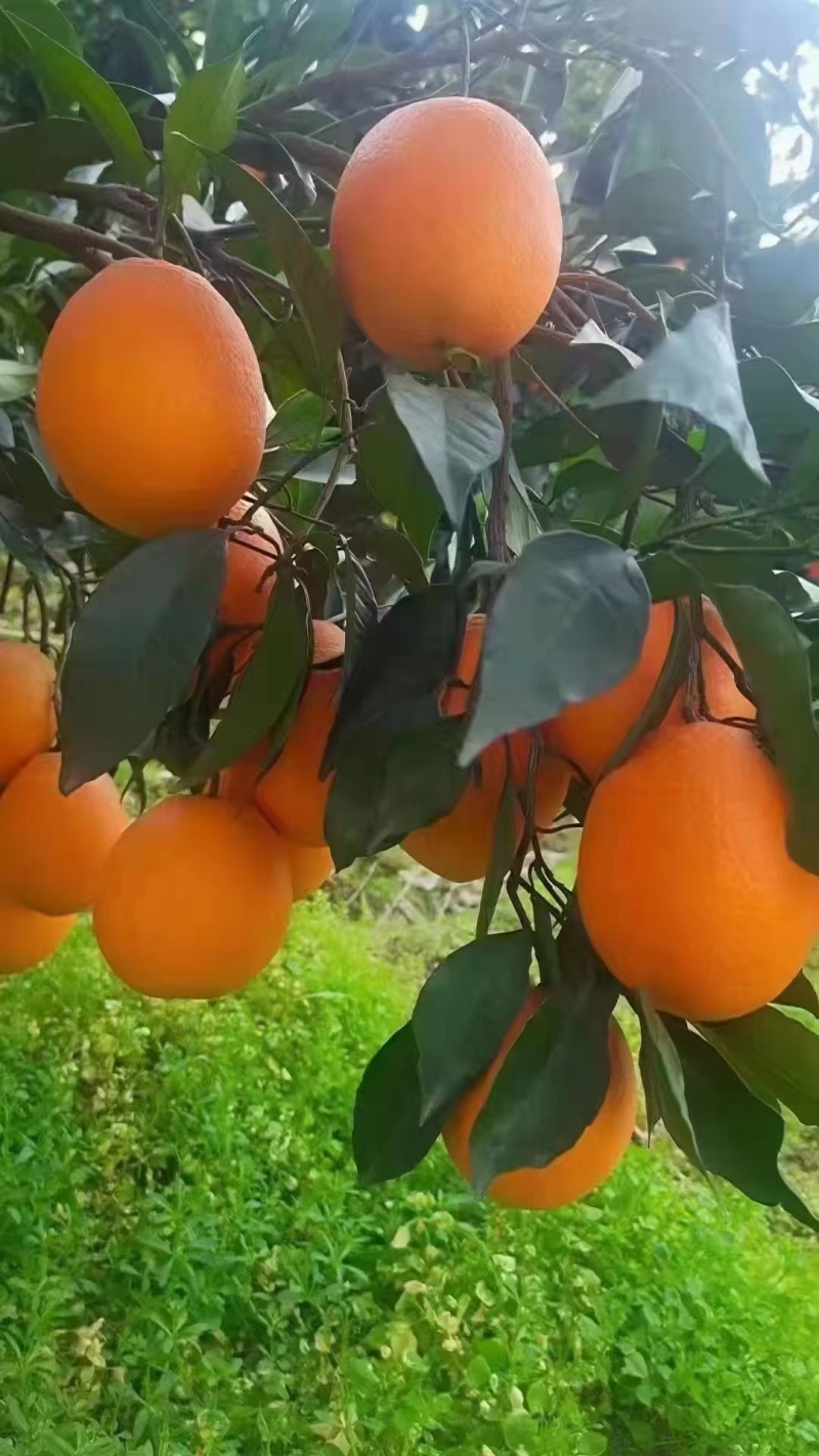 长虹脐橙11月份大量上市欢迎预定提前
