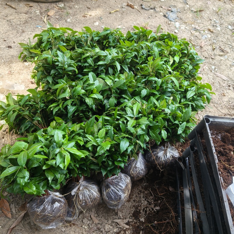 越南牛奶果苗新品种奇异果果苗庭院盆栽地栽果树苗