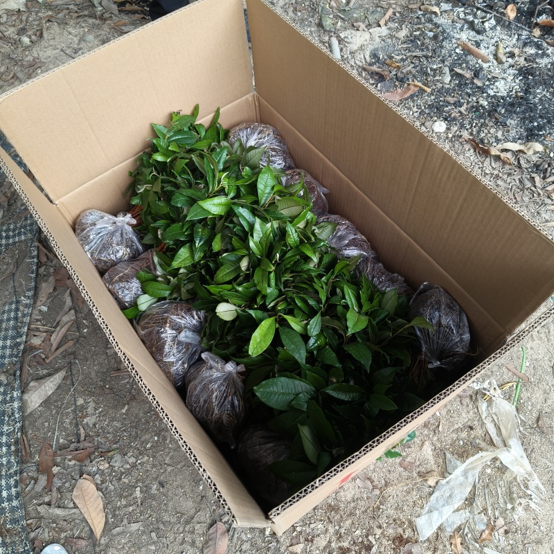 越南牛奶果苗新品种奇异果果苗庭院盆栽地栽果树苗