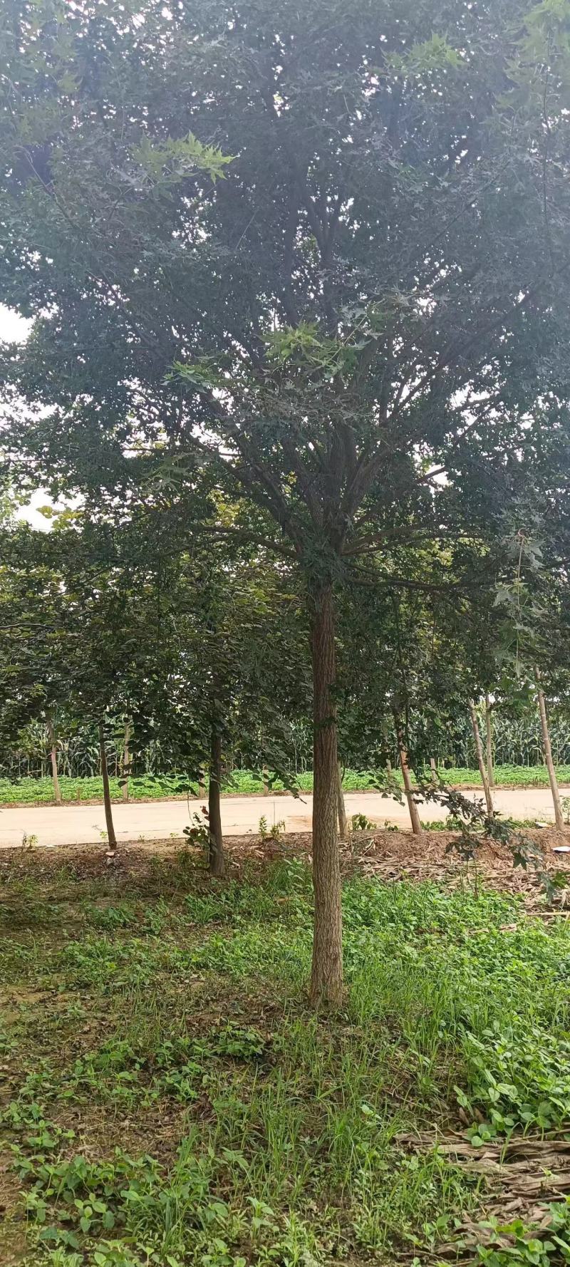 【推荐】南阳元宝枫10-18公分规格齐全一手货源量大价优